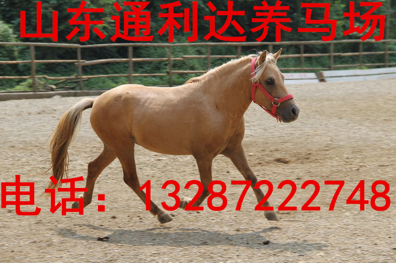 德保矮馬 通利達養馬場有沒有養殖技術教材視頻 漢宮矮馬 袖珍矮馬