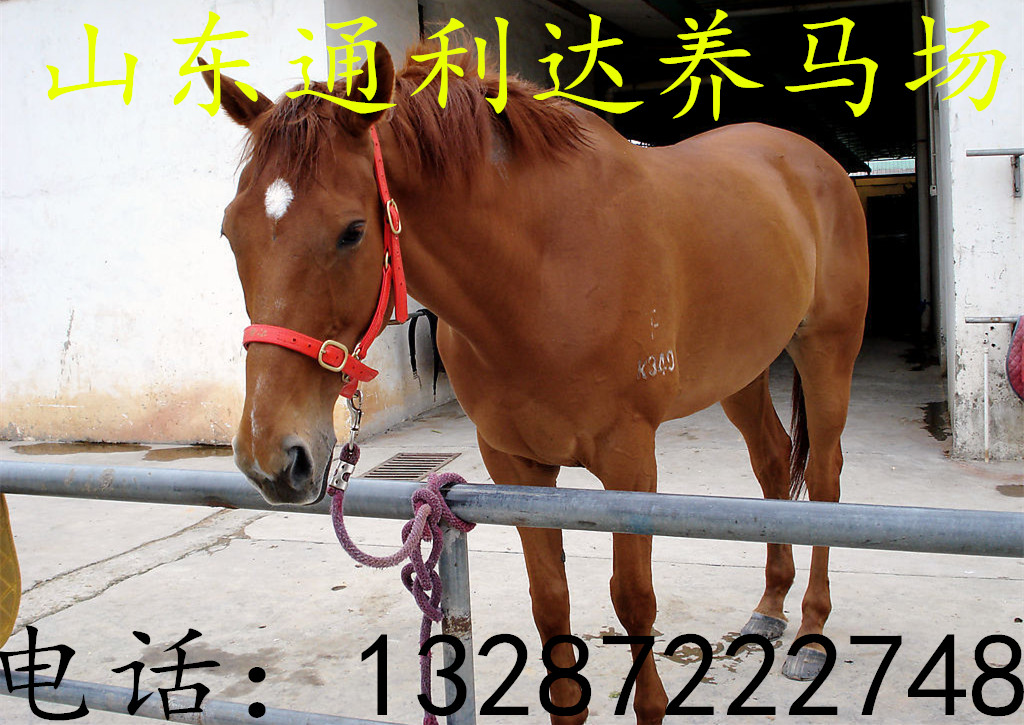  通利達(dá)養(yǎng)馬場(chǎng) 提供大批量的馬匹銷售伊犁馬 三河馬 蒙古馬 半血馬