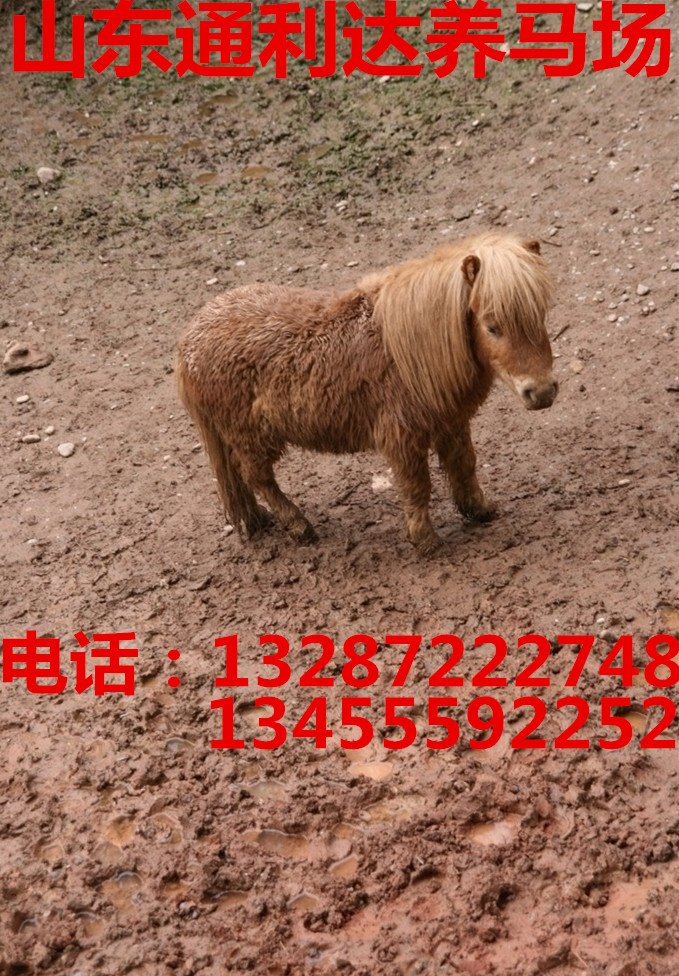 4-5月份養馬可以嗎？效益如何 五一方假景區用馬 德保矮馬 矮馬原始圖片2