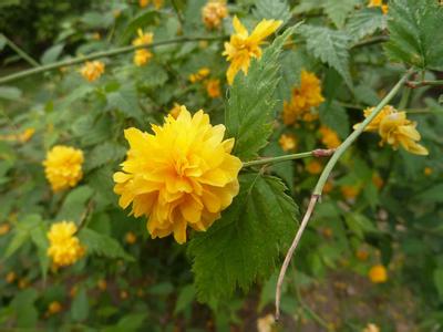 綠化花木報價：千屈菜、紫藤、常青藤凌霄、常春藤、扶芳藤爬山虎
