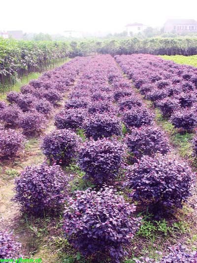 工程苗木價格：紅葉小檗球、灑金珊瑚、紅花繼木球、石楠球、茶花
