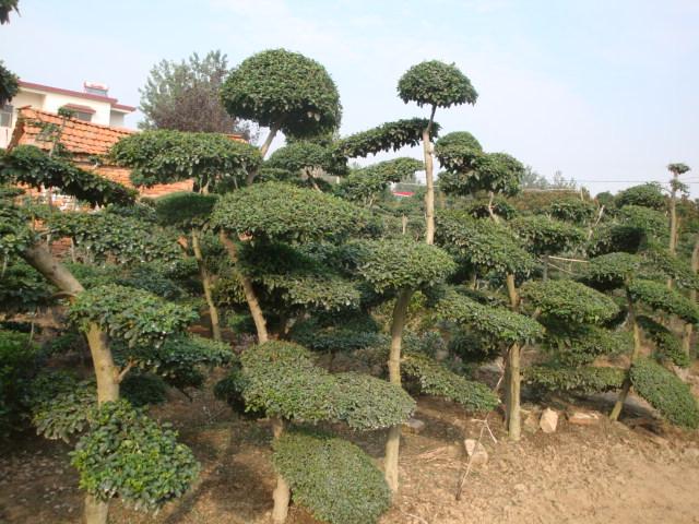 花灌木價(jià)格：大葉黃楊球、海桐球、膠東衛(wèi)矛球、小葉女貞造型樹