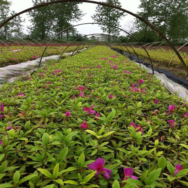 園林工程造價：杜鵑、紫穗槐、棣棠、牡丹、薔微、四季海棠早園竹
