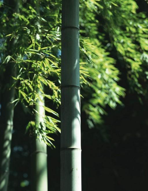綠化苗木價格：貼梗海棠、剛竹、金鑲玉竹、羅漢竹、紫竹、佛肚竹