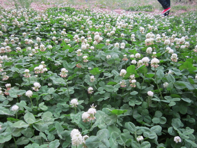 草坪價(jià)格：馬尼拉草、白三葉草、紅花酢漿草、紫藤、常青藤、地錦