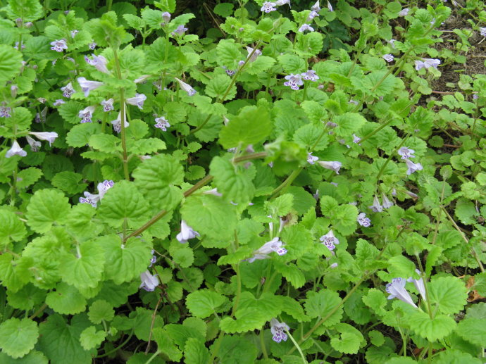 草坪價(jià)格：馬尼拉草、白三葉草、紅花酢漿草、紫藤、常青藤、地錦