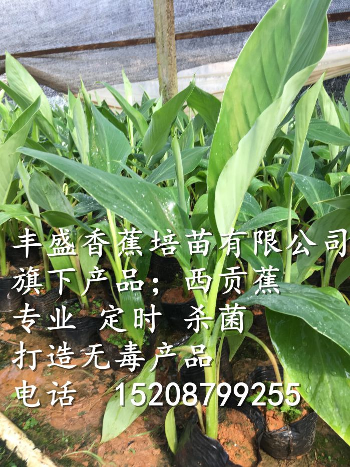 施甸縣桂蕉6號(hào)香蕉苗