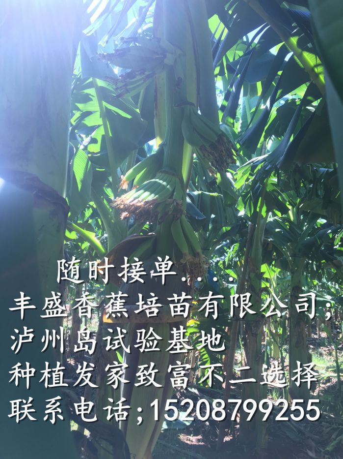 德慶縣廣粉一號粉蕉苗