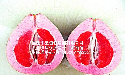 蜜柚苗供應商
