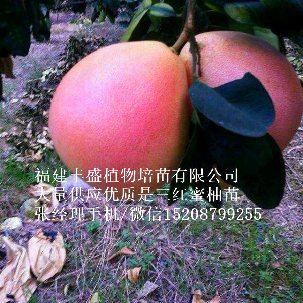 三紅蜜柚苗價(jià)格行情