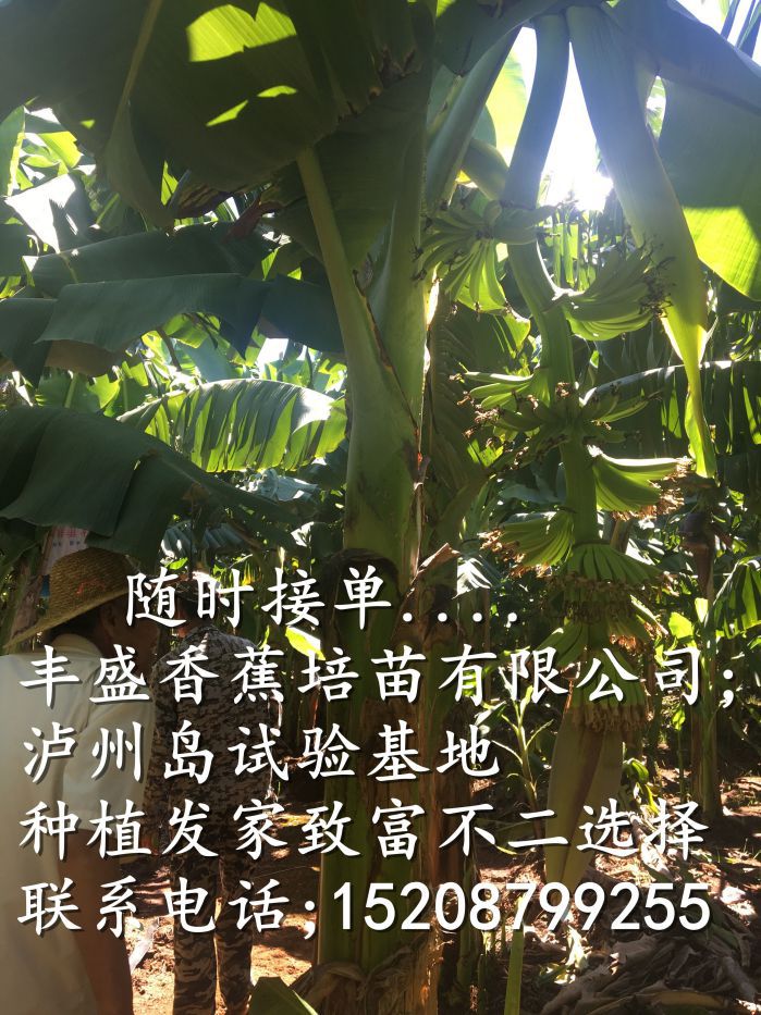 柚子苗苗場直銷