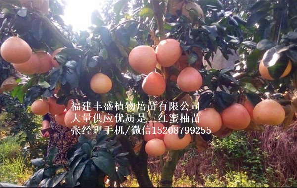 三紅蜜柚苗價(jià)格