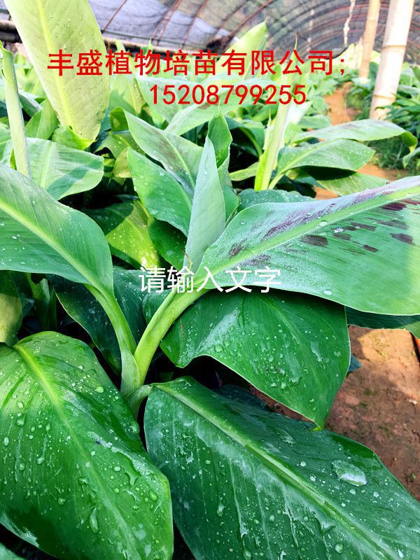 大量供應(yīng)粉蕉苗_廣粉一號(hào)粉蕉苗