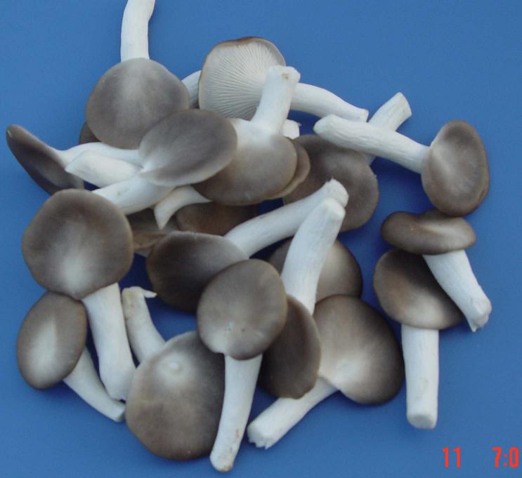 廣州服務好的廣州送菜推薦——廣州食材配送公司