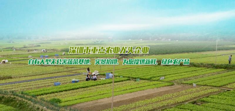 廣州農副產品配送哪家好：廣州無公害蔬菜批發