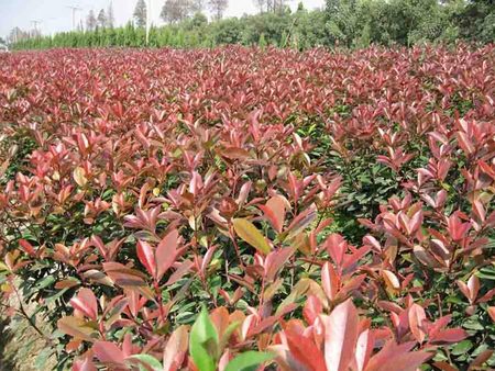[薦]濰坊有信譽度的山東一串紅種植基地——山東一串紅基地