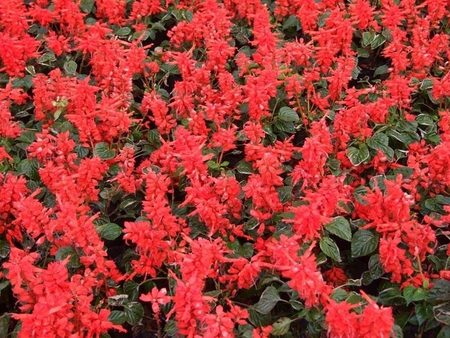 [薦]濰坊有信譽度的山東一串紅種植基地——山東一串紅基地
