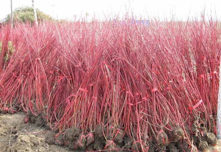 山東紅葉小檗，[濰坊]專業(yè)的紅葉小檗種植基地