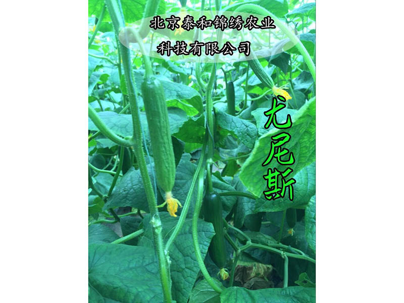 進口五彩椒種子價格 專業(yè)供應優(yōu)質郁金香彩椒種子