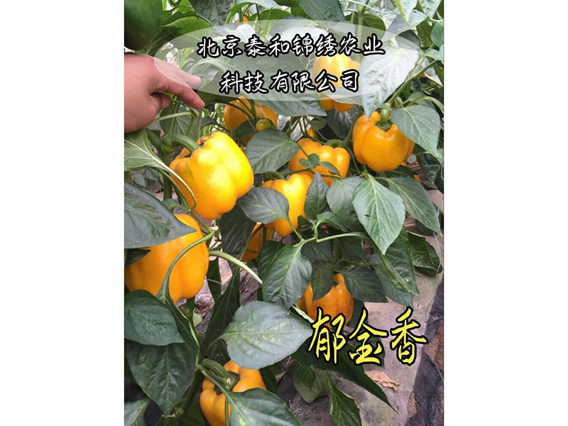 郁金香彩椒種子時時更新批發價格|圣達彩椒種子