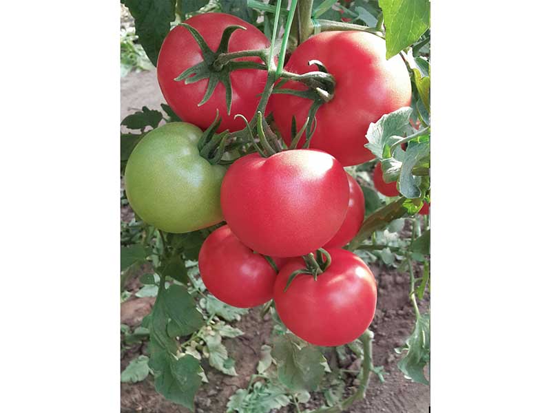 進口大紅西紅柿種子，買西紅柿種子選哪家好