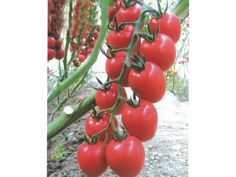 河北大紅西紅柿種子 高品質(zhì)西紅柿種子推薦