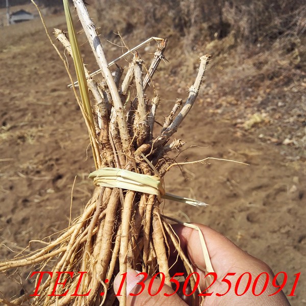 刺嫩芽樹苗，刺嫩芽小苗原始圖片3