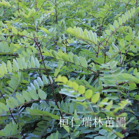 供應(yīng)短梗刺五加、刺五加小苗、刺五加基地、長梗刺五加小苗 