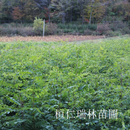 遼寧刺槐苗 刺槐小苗 刺槐樹苗基地 批發(fā)刺槐苗原始圖片3