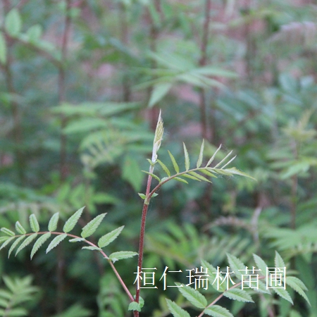花楸樹苗供應(yīng)商、批發(fā)花楸苗、百華花楸苗 價(jià)格合理原始圖片3