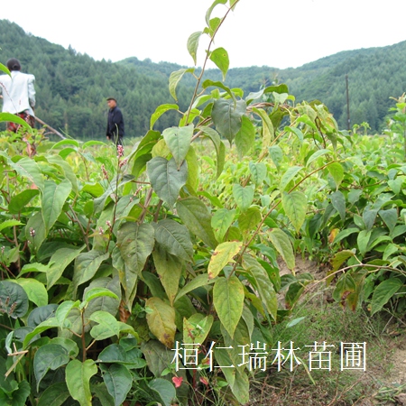 供應短梗刺五加、刺五加小苗、刺五加基地、長梗刺五加小苗 