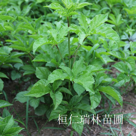 供應(yīng)短梗刺五加、刺五加小苗、刺五加基地、長梗刺五加小苗 