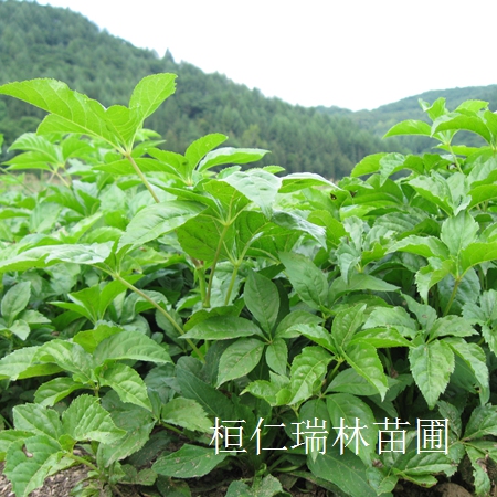 供應(yīng)短梗刺五加、刺五加小苗、刺五加基地、長梗刺五加小苗 原始圖片2