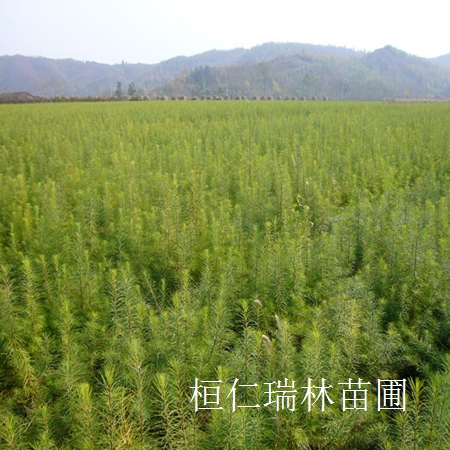 供應水曲柳基地、水曲柳小苗、水曲柳定植樹、遼寧水曲柳 