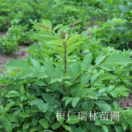 供應(yīng)水曲柳基地、水曲柳小苗、水曲柳定植樹(shù)、遼寧水曲柳 