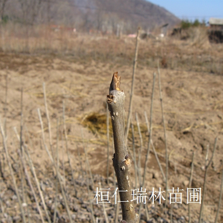 供應(yīng)水曲柳基地、水曲柳小苗、水曲柳定植樹(shù)、遼寧水曲柳 原始圖片2