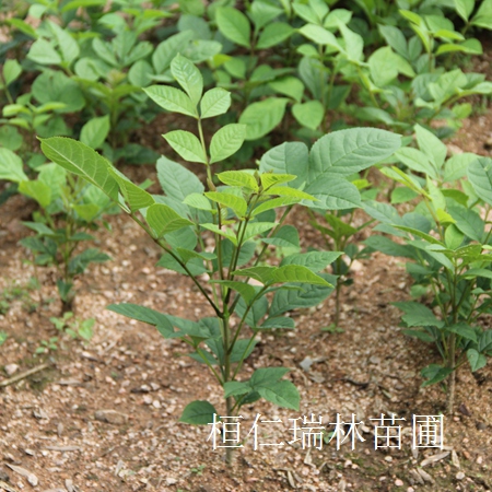 供應(yīng)水曲柳基地、水曲柳小苗、水曲柳定植樹(shù)、遼寧水曲柳 原始圖片3