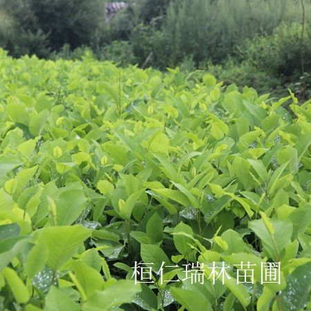 供應(yīng)天女木蘭、天女木蘭種子、天女木蘭小苗、天女木蘭樹原始圖片2
