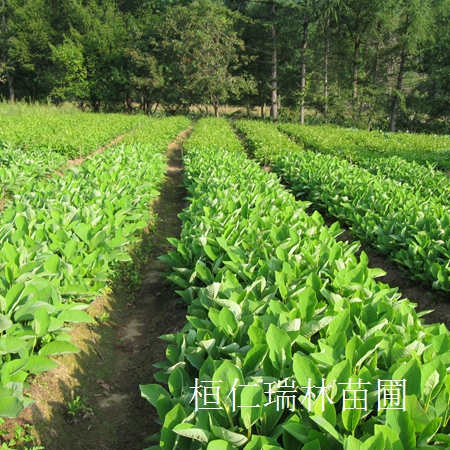 供應(yīng)天女木蘭、天女木蘭種子、天女木蘭小苗、天女木蘭樹原始圖片3