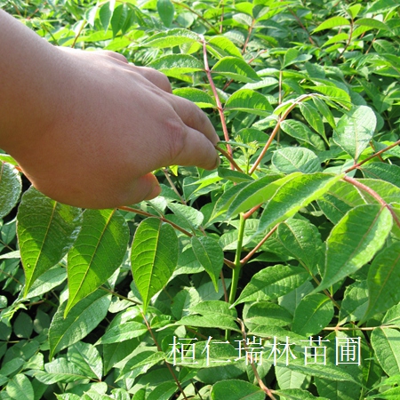 供應黃菠蘿、黃菠蘿小苗、黃菠蘿種子、遼寧黃柏苗原始圖片2