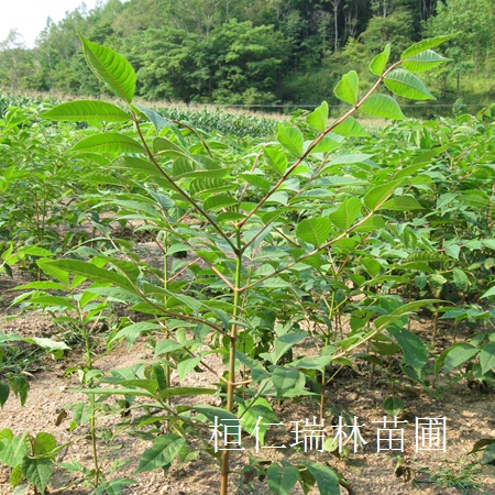供應黃菠蘿、黃菠蘿小苗、黃菠蘿種子、遼寧黃柏苗原始圖片3