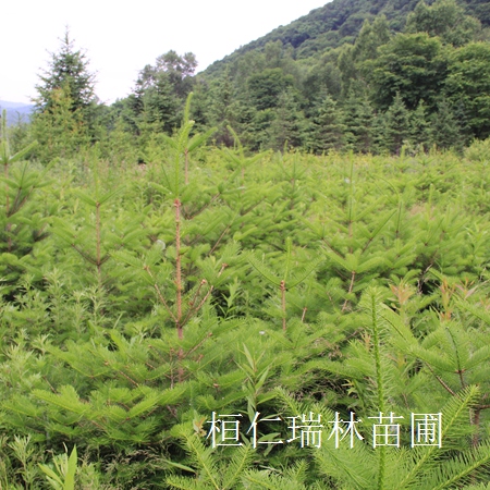 九角楓苗、九角楓基地、九角楓基地、遼寧九角楓 樹苗