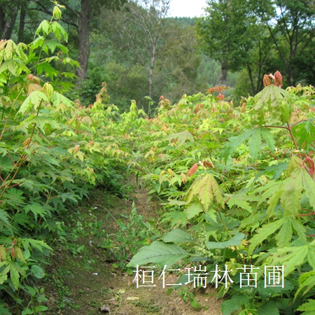 九角楓苗、九角楓基地、九角楓基地、遼寧九角楓 樹苗原始圖片3
