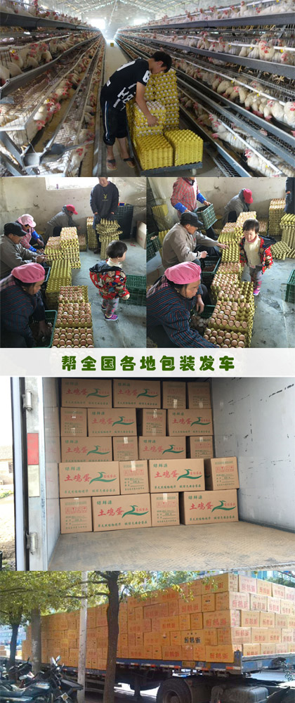 來賓市 蛋雞養殖場雞蛋批發商【雞蛋批發價格多少一斤】
