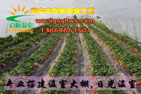 智能溫室建設     薄膜智能連棟溫室   壽光市啟航溫室
