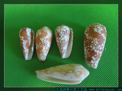 沈阳海边海螺风铃、贝壳工艺品厂家
