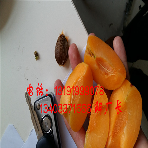 江西張公園杏挖核機原始圖片3