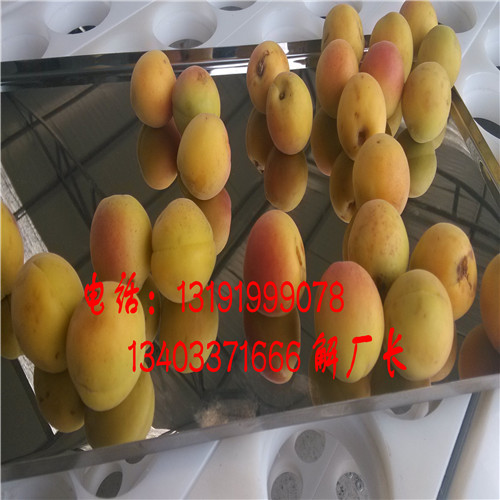 山西蘭州大接杏挖核機(jī)