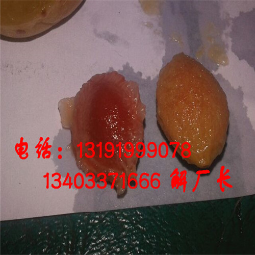 臺灣北寨紅  杏核肉分離機