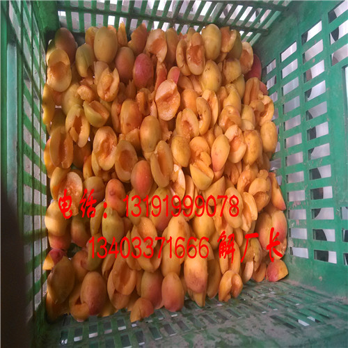 內(nèi)蒙古紅金榛挖核機(jī)原始圖片3